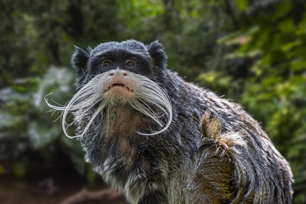 Emperor tamarin