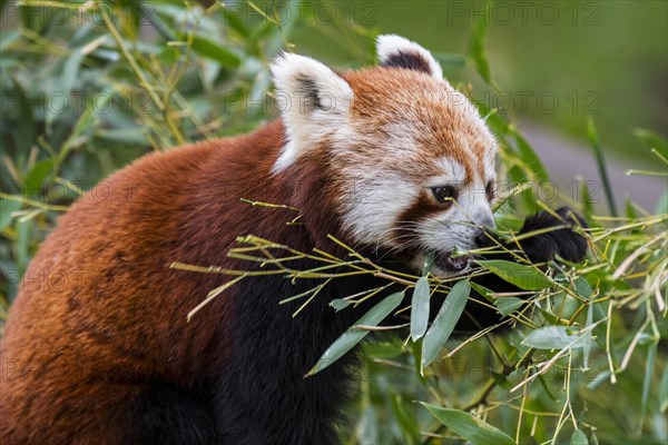 Red panda