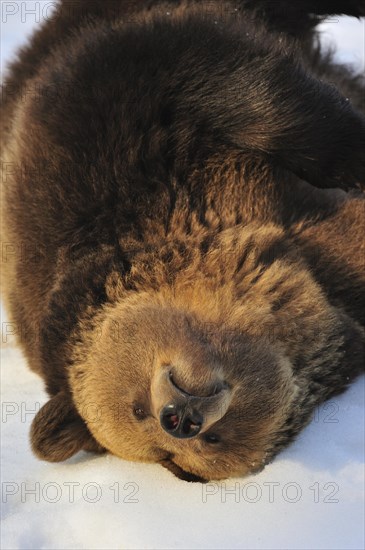 Lazy Eurasian brown bear