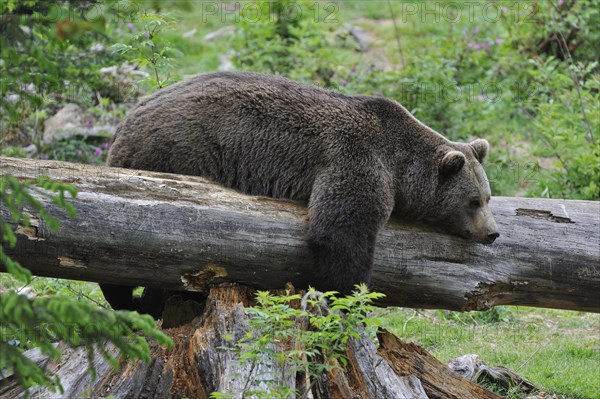 Lazy Eurasian brown bear