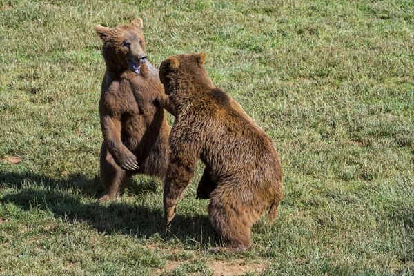 Two aggressive Eurasian brown bears