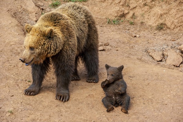 Eurasian brown bear