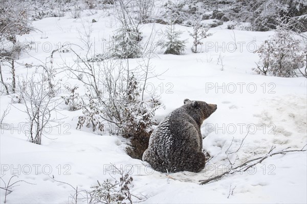 Brown bear