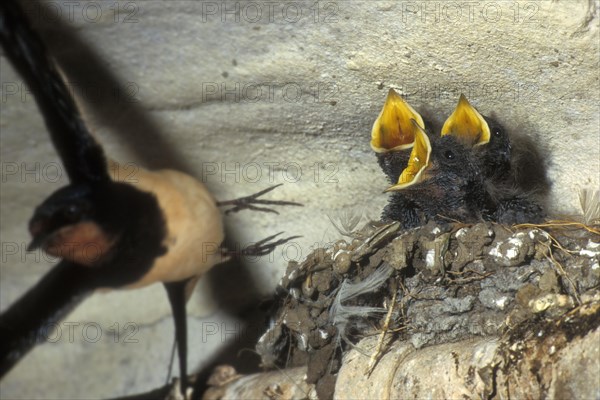 Barn swallow