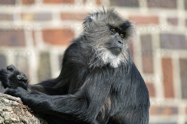 Lion-tailed macaque