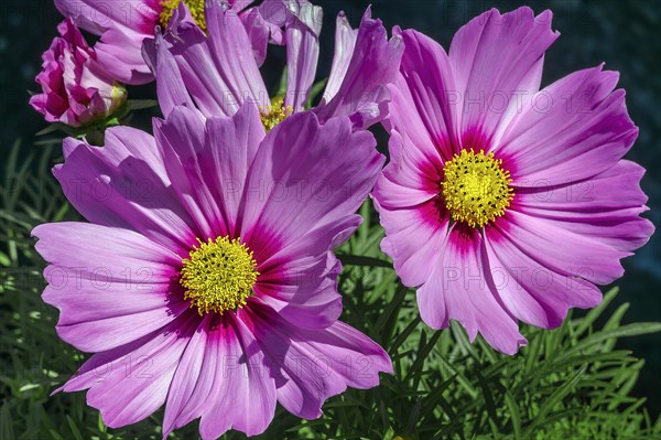 Mexican aster