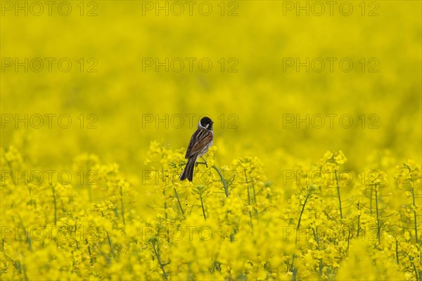 Common reed bunting