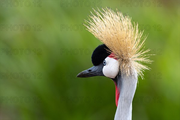 Black crowned crane