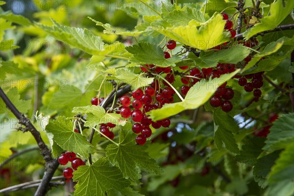 Redcurrant