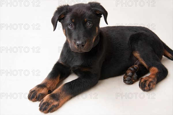 Beauceron puppy dog