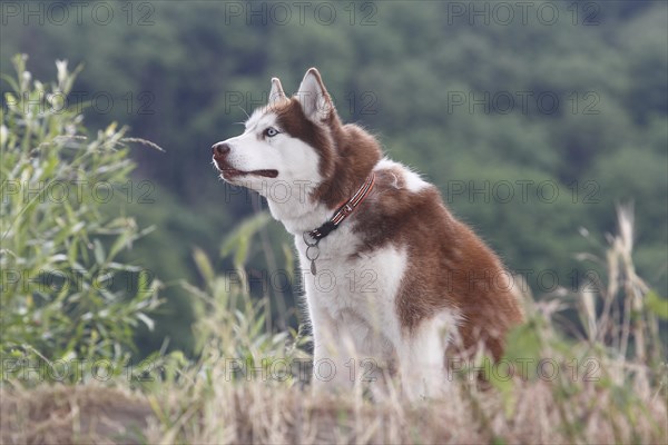 Siberian Husky