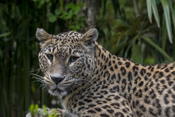 Persian leopard