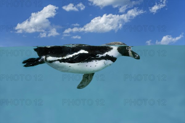 Humboldt penguin