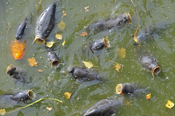 Shoal of Carps