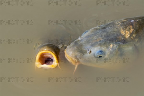 Two Eurasian carps