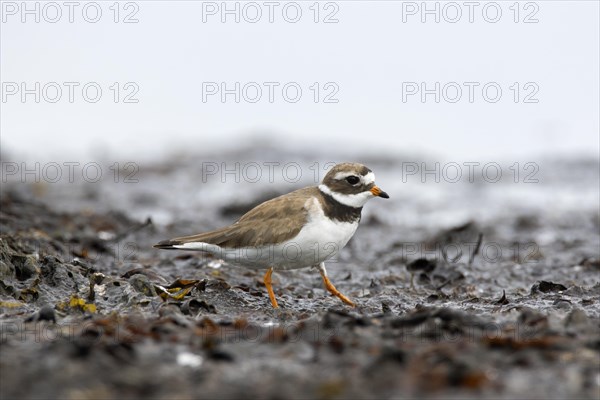 Common ringed plover