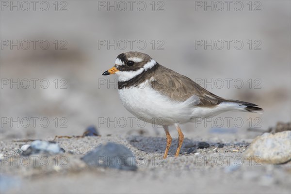 Common ringed plover