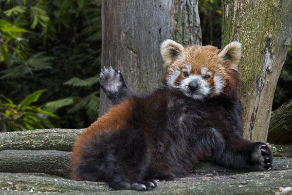 Red panda