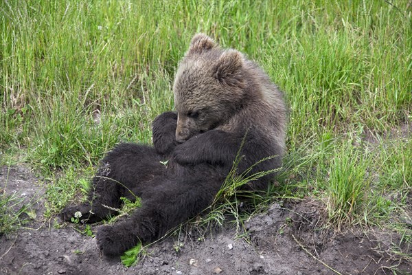 European brown bear