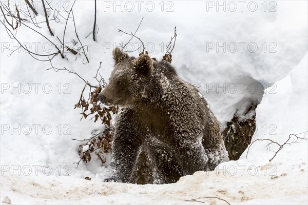 One year old brown bear