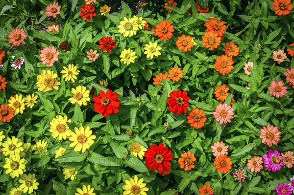 Zinnias