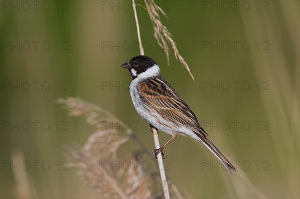 Common reed bunting