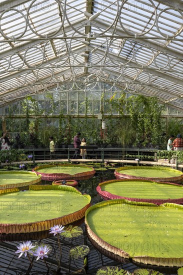 Waterlilies in Kew Gardens