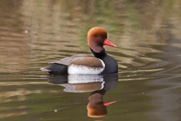 Red-crested pochard