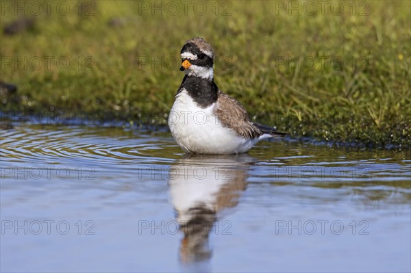 Common ringed plover