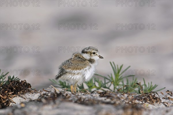 Cute common ringed plover