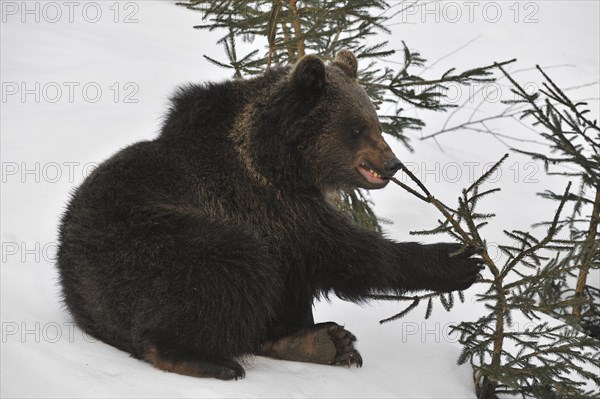 Two-year-old Eurasian brown bear