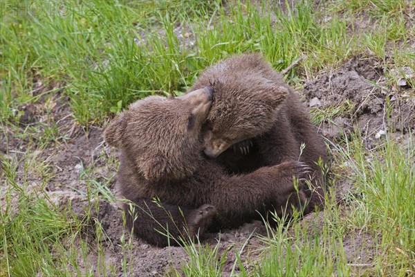 Two Eurasian brown bear