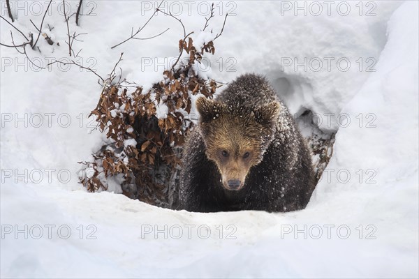 One year old brown bear