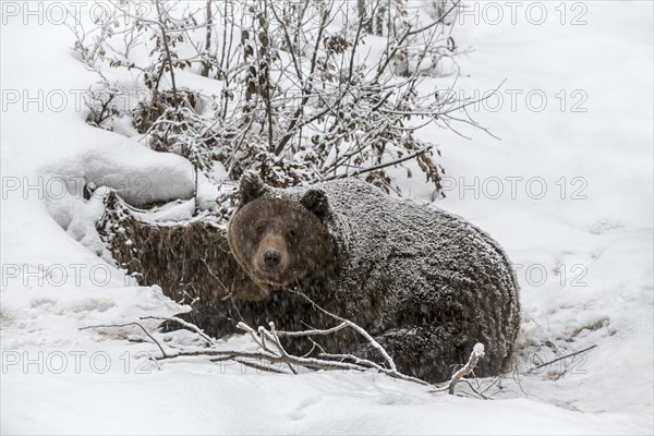 European brown bear