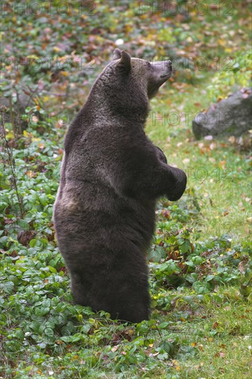 Brown bear