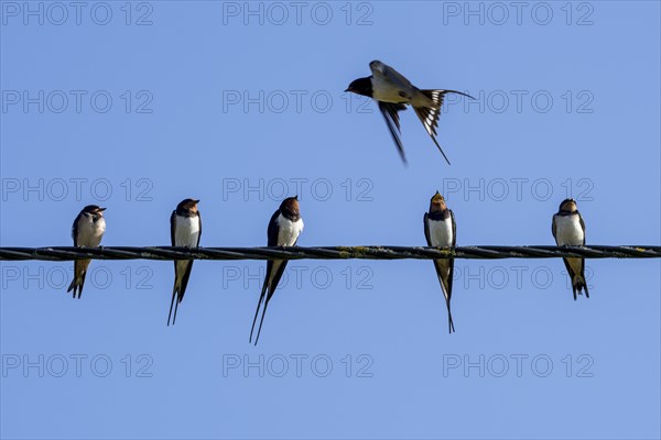 Barn swallows