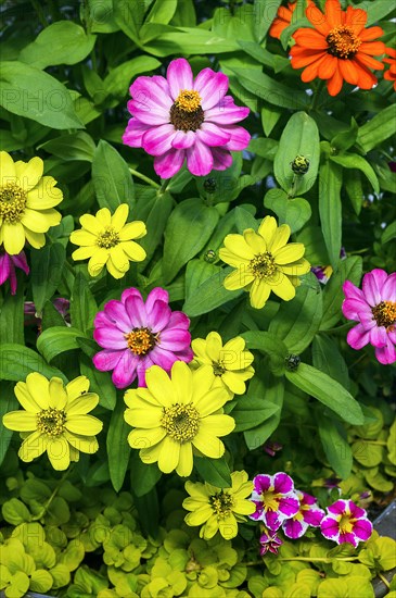 Zinnias