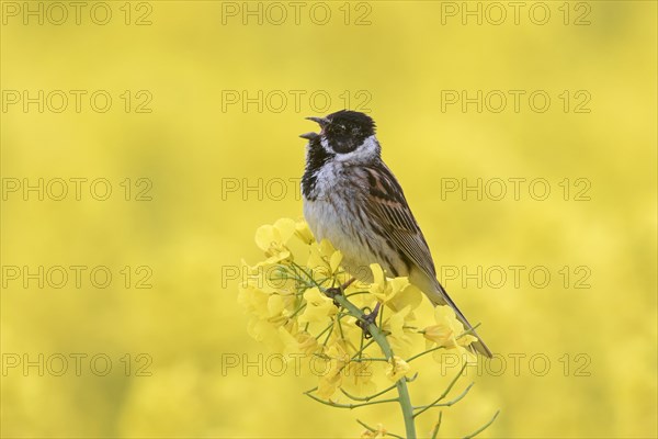 Common reed bunting