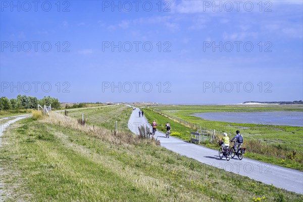 Cyclists cycling along the International Dike looking over saltmarsh and coastal birds at the Zwin nature reserve in summer