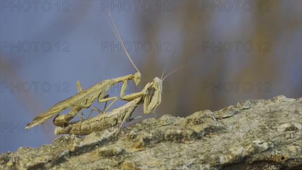 Couple of praying mantis mating on tree branch. The mating process of praying mantises. Crimean praying mantis