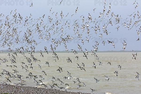 Red knots