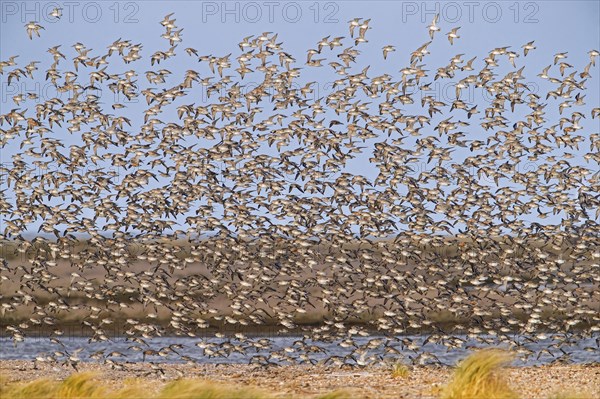 Red knot