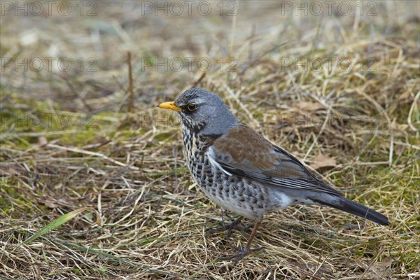 Fieldfare