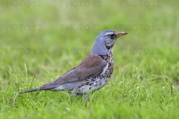 Fieldfare