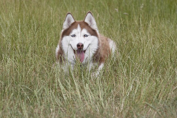 Siberian Husky