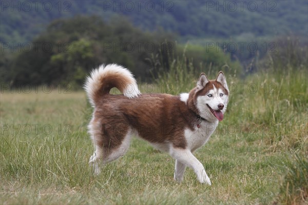 Siberian Husky