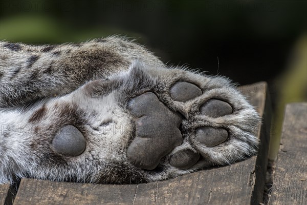 Persian leopard