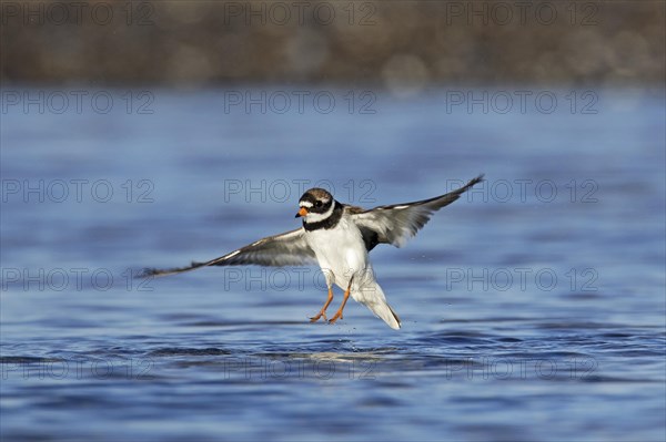 Common ringed plover