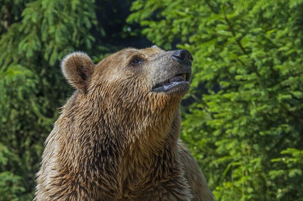 European brown bear