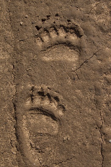 Close up of footprints of Eurasian brown bear
